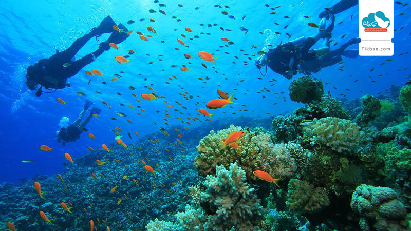 Underwater-in-the-Similan-&-Surin-Islands