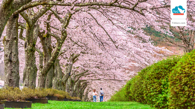 shizuoka-japan-in-spring-PEF8SU2
