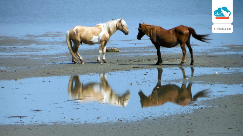 جزیره-Assateague،-مریلند