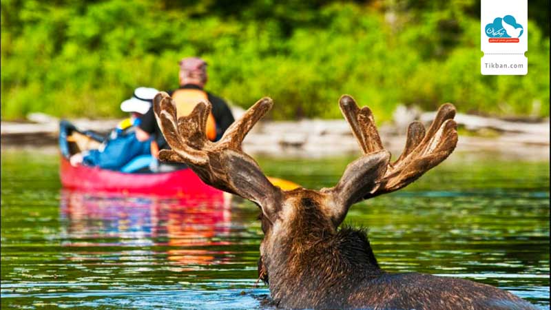 Grab-your-camera-for-a-moose-safari0