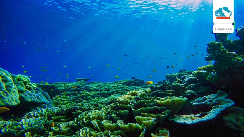 Search-for-sea-life0
