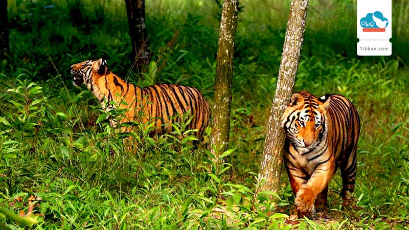 Teknaf-Wildlife-Sanctuary