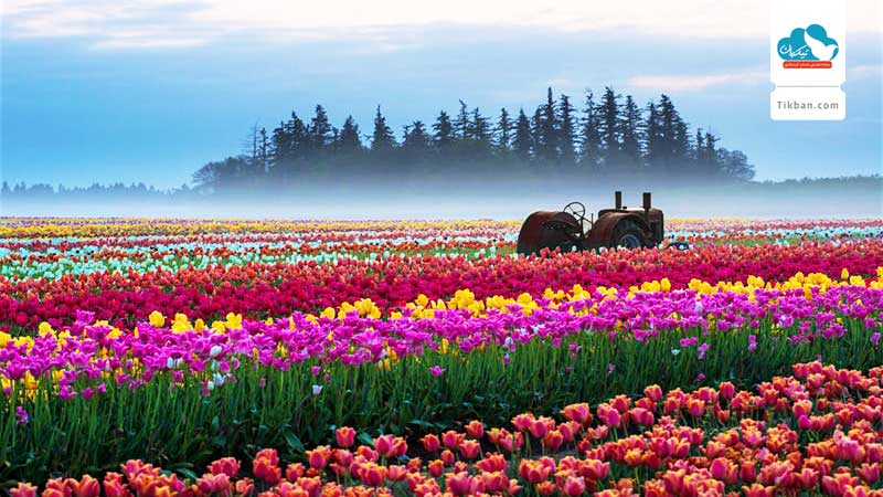 Wooden-Shoe-Tulip-Farm,-Oregon0