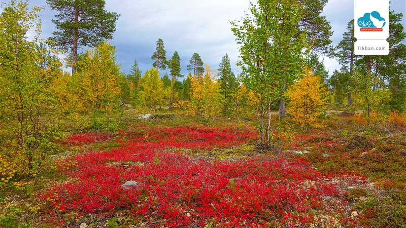 fall-in-the-article0