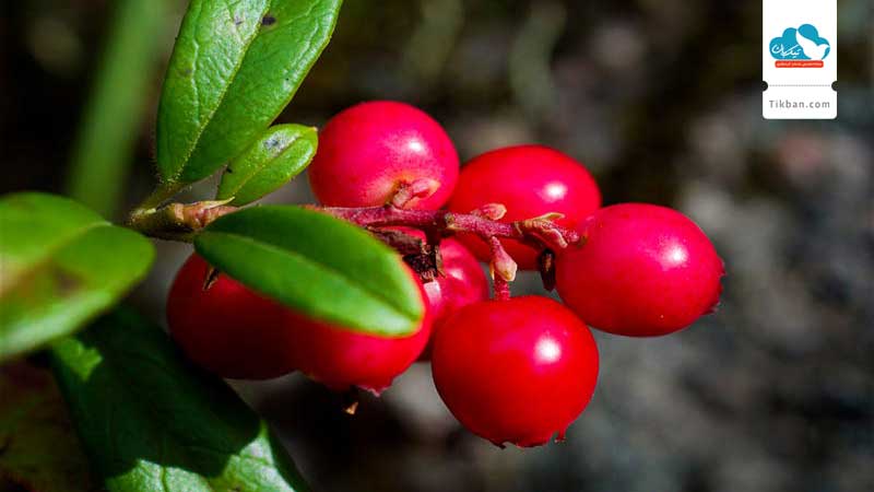 lingonberries-finland