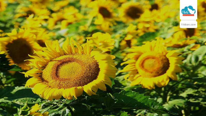 sunflower-flieds-in-the-dakotas0