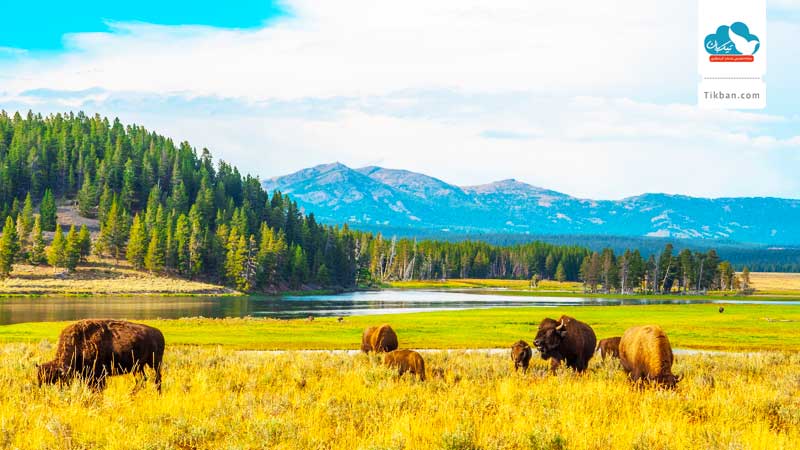 Yellowstone-is-home-to-the-largest-concentration-of-mammals