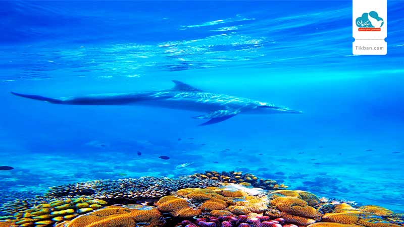 diving-snorkelling-