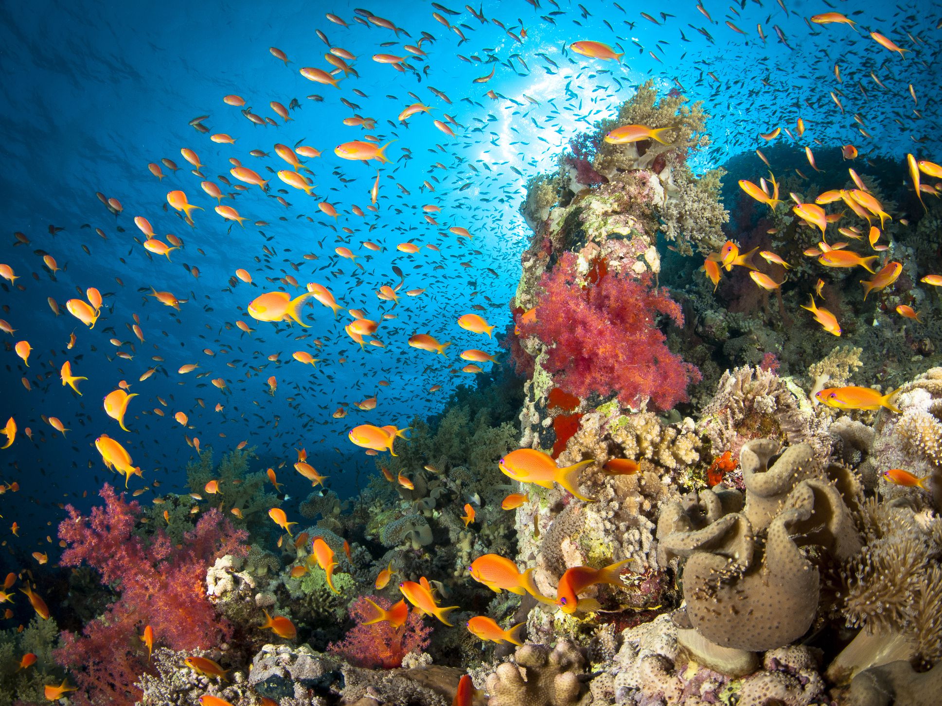 دریای سرخ دریای سرخ